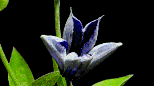 A gif of a flower blooming - life!