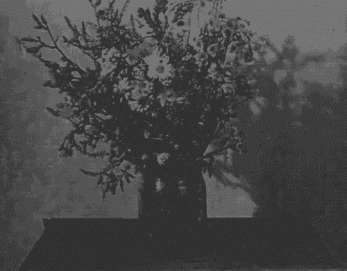 A gif of a flower dying - death